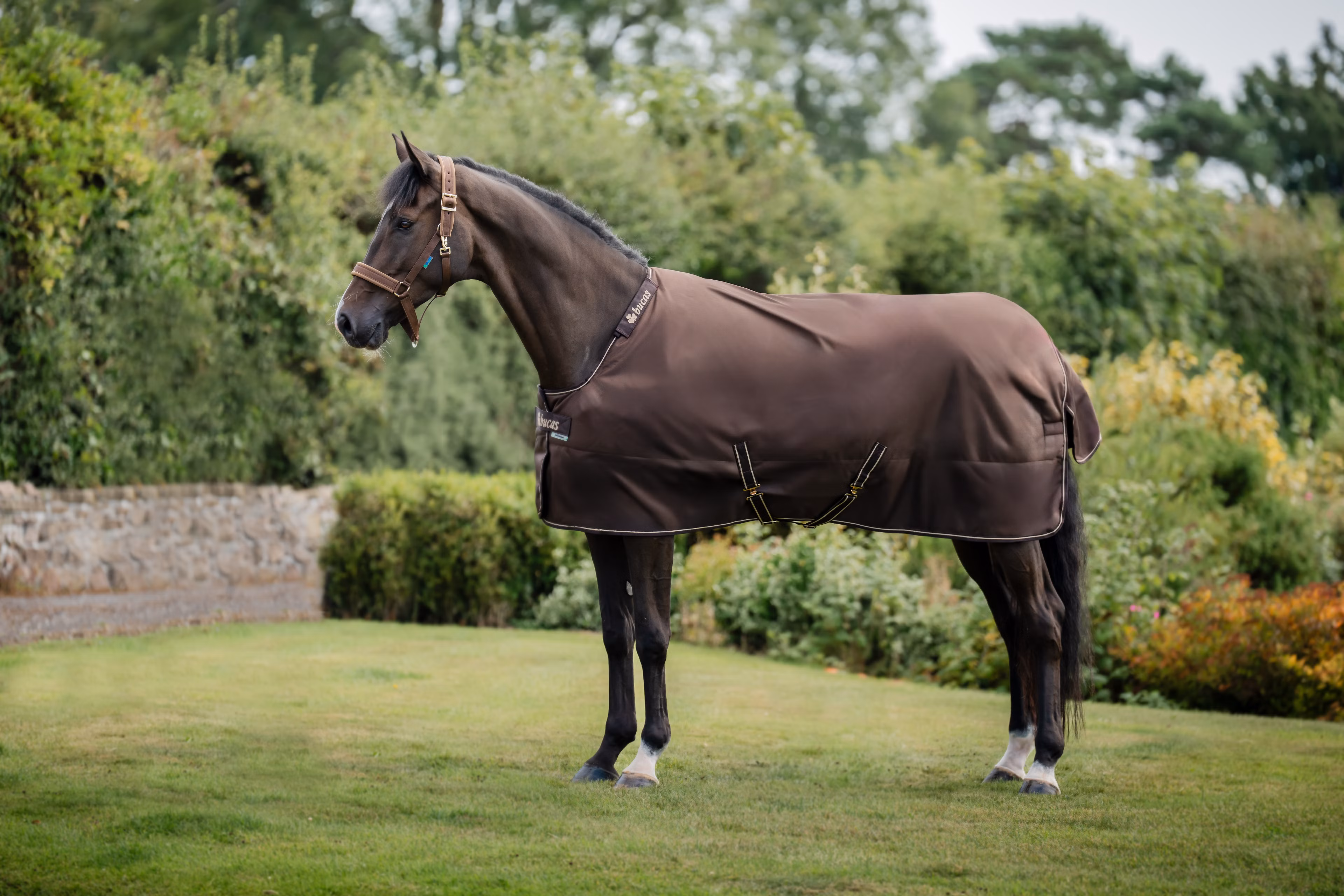 Irish Turnout 300 + Neck - Espresso