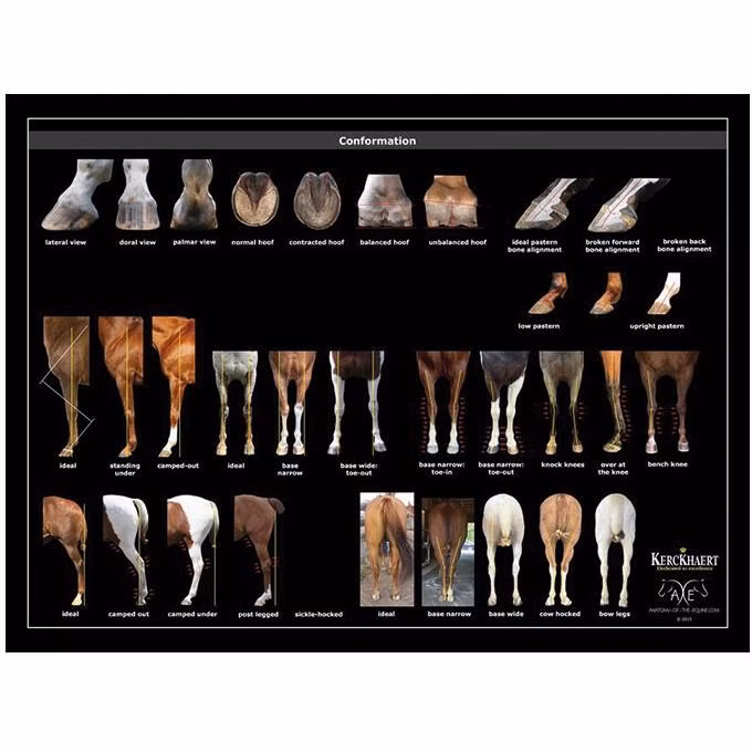 Plakat Conformation