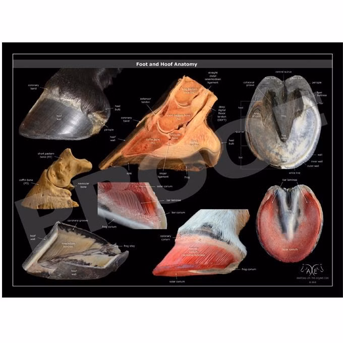 Plakat Foot And Hoof Anatomy