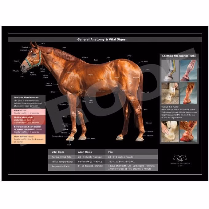 Plakat General Anatomy & Vital Signs