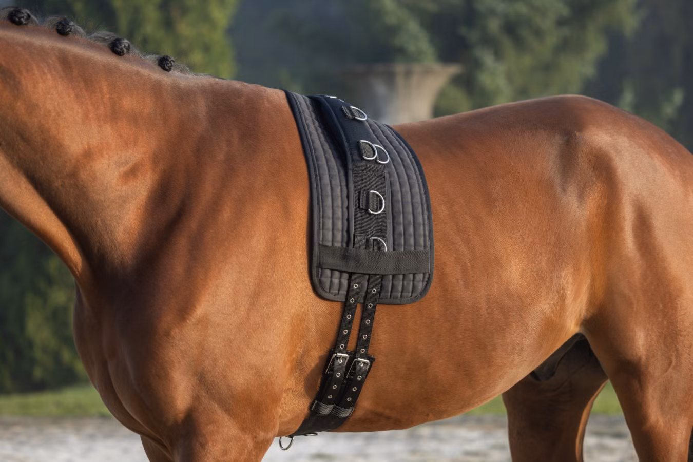 Longegjord Standard  m/9 ringer