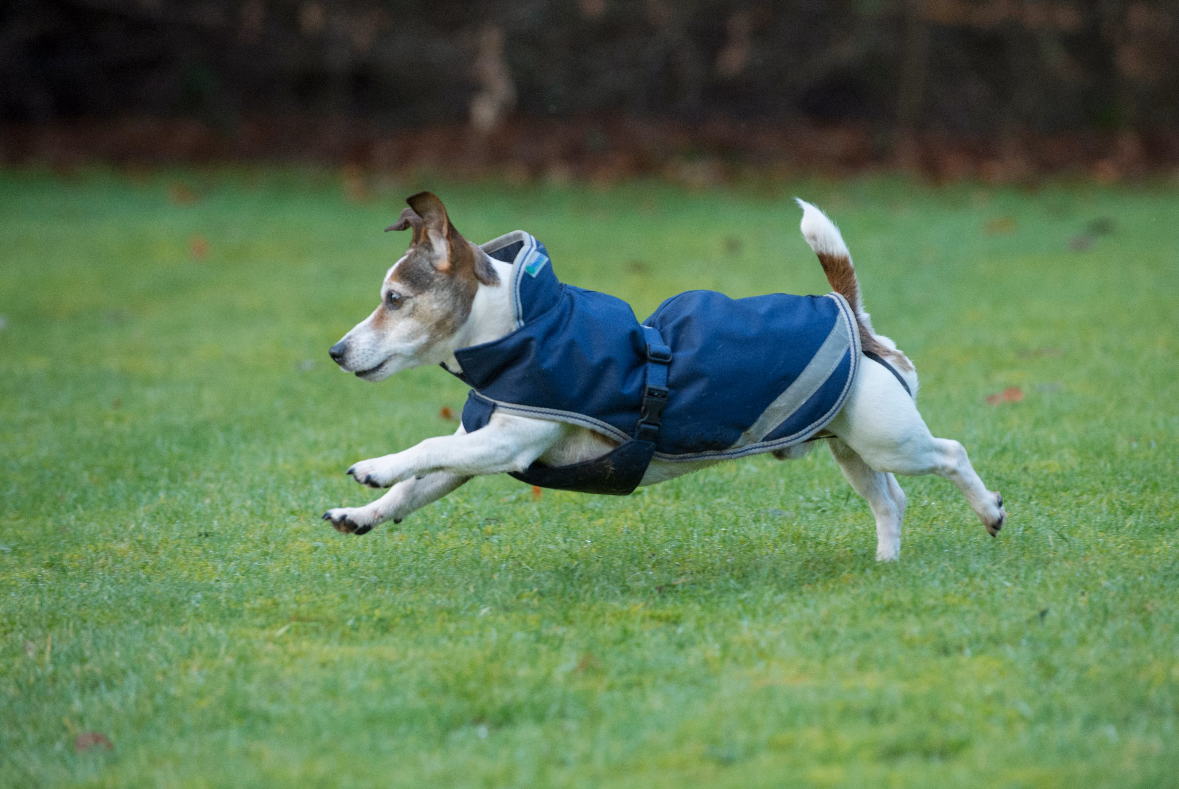 Freedom Dog Rug