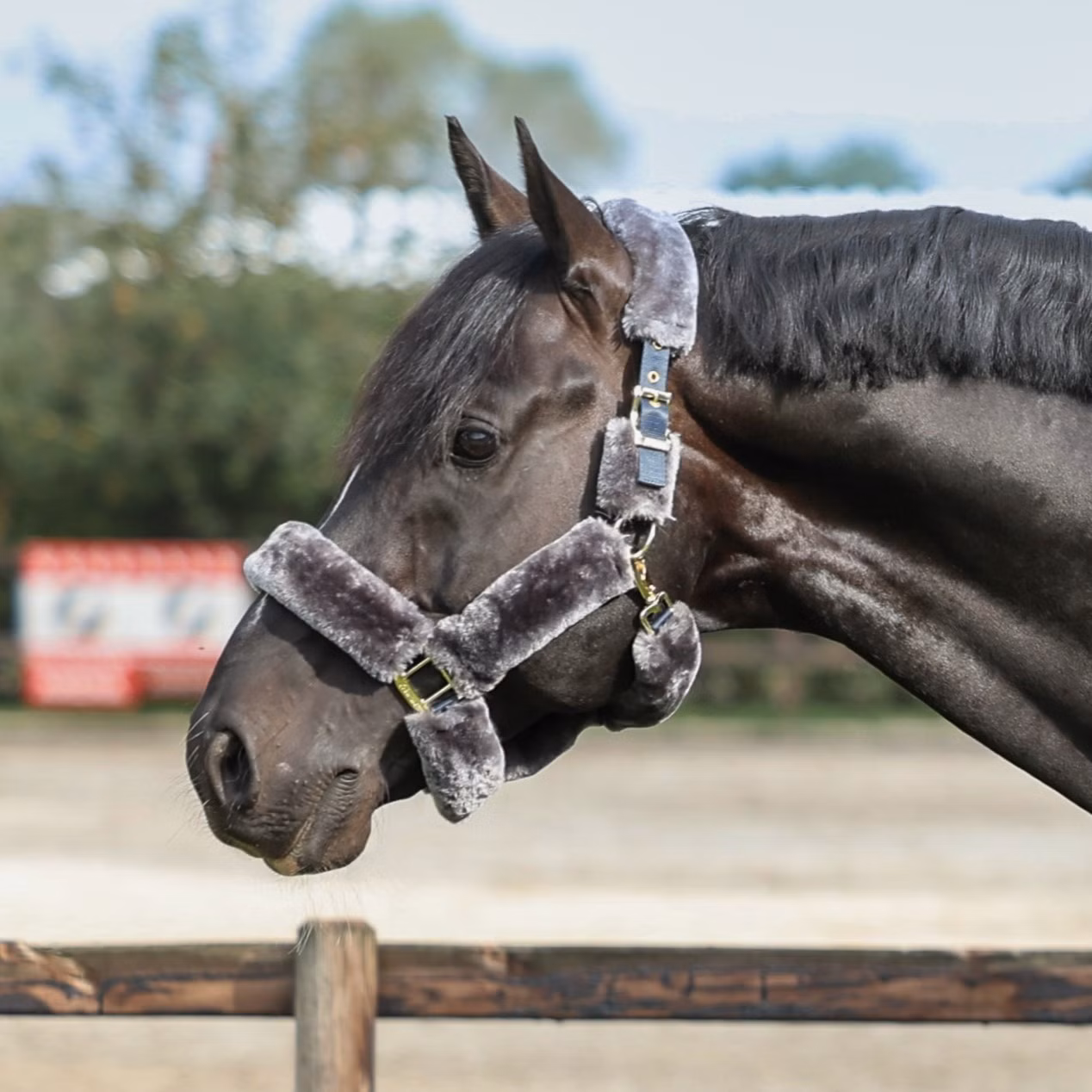 Show-Line Halter
