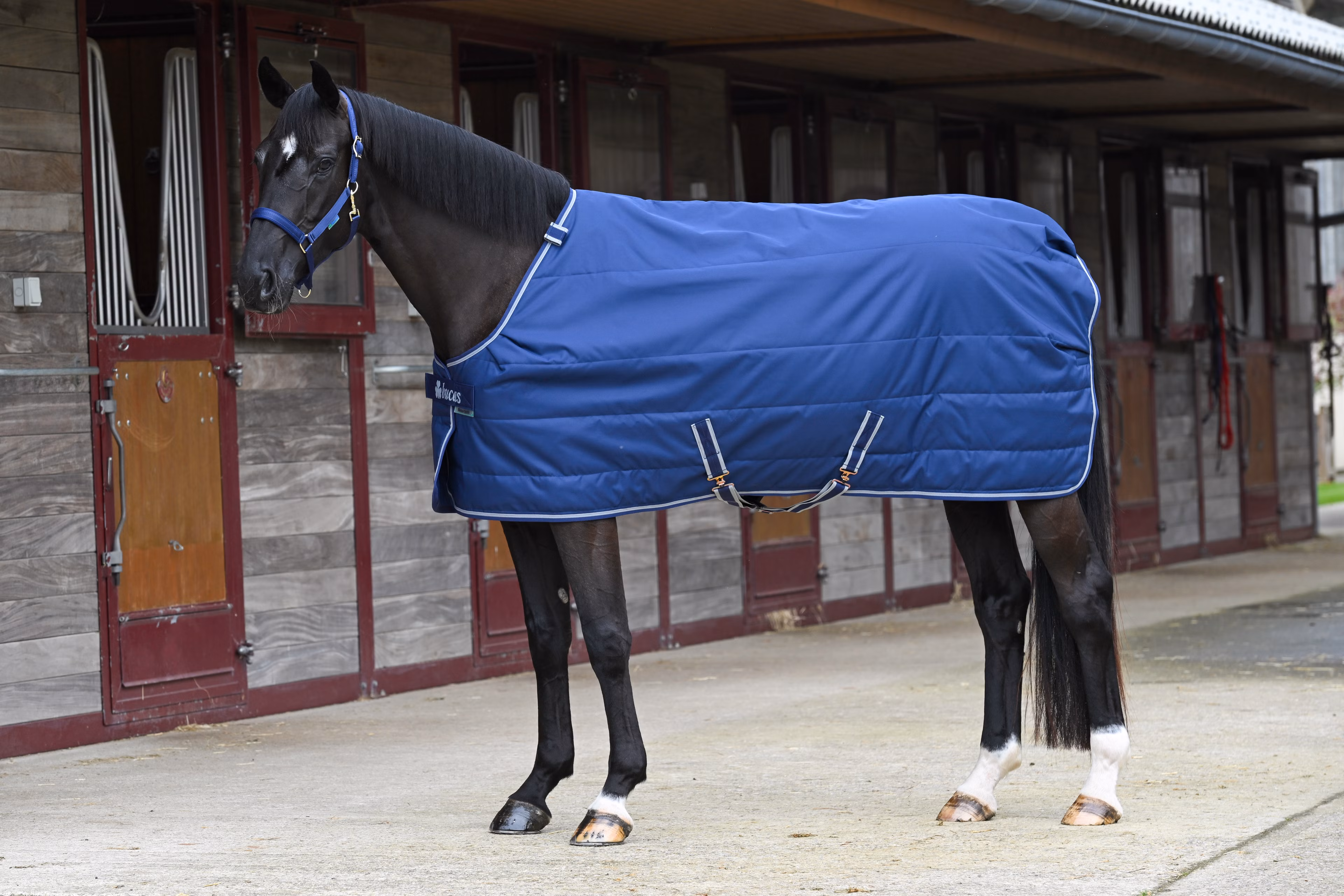 Bucas Quilt 300