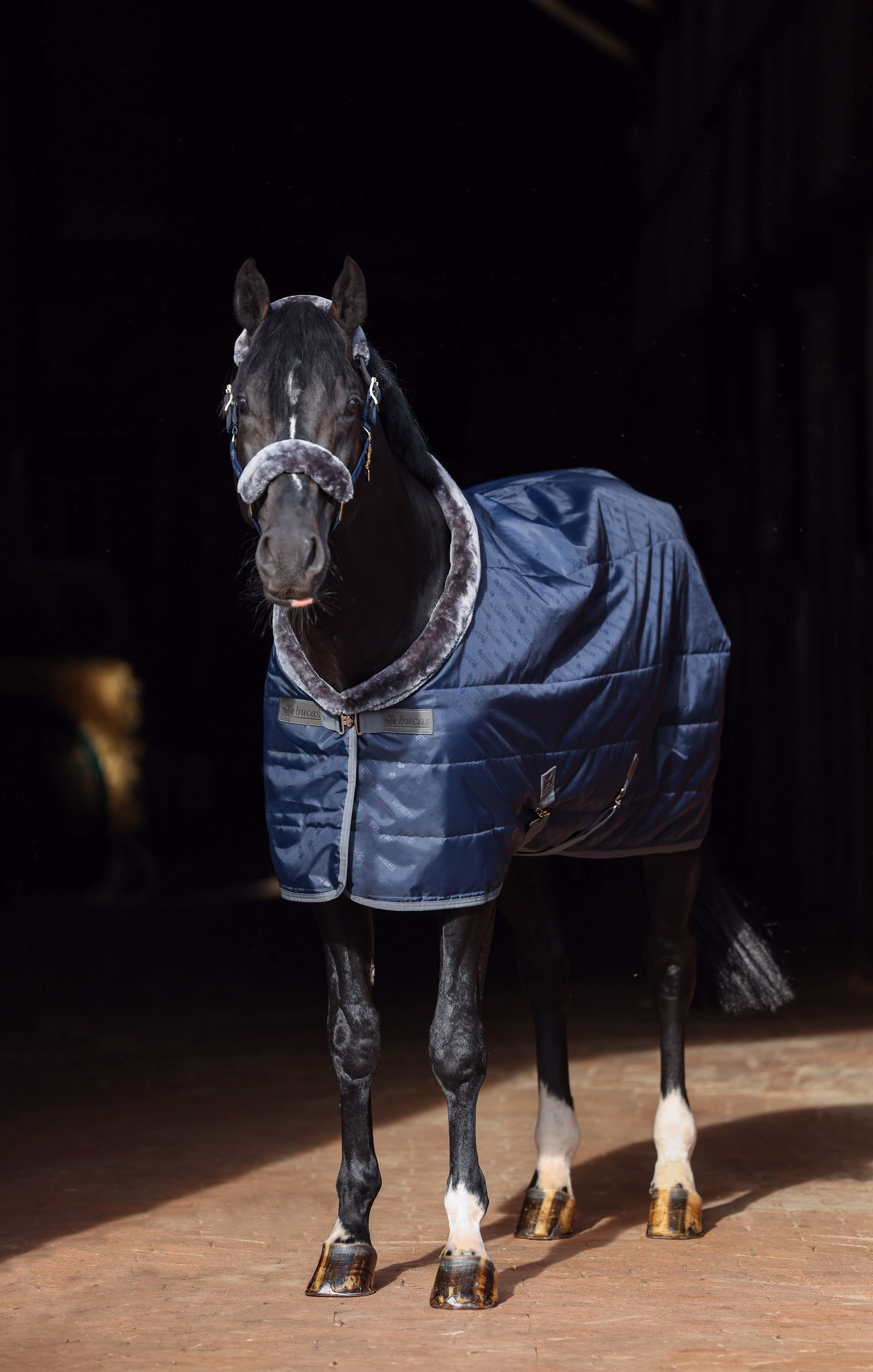 Show-Line Stable Rug
