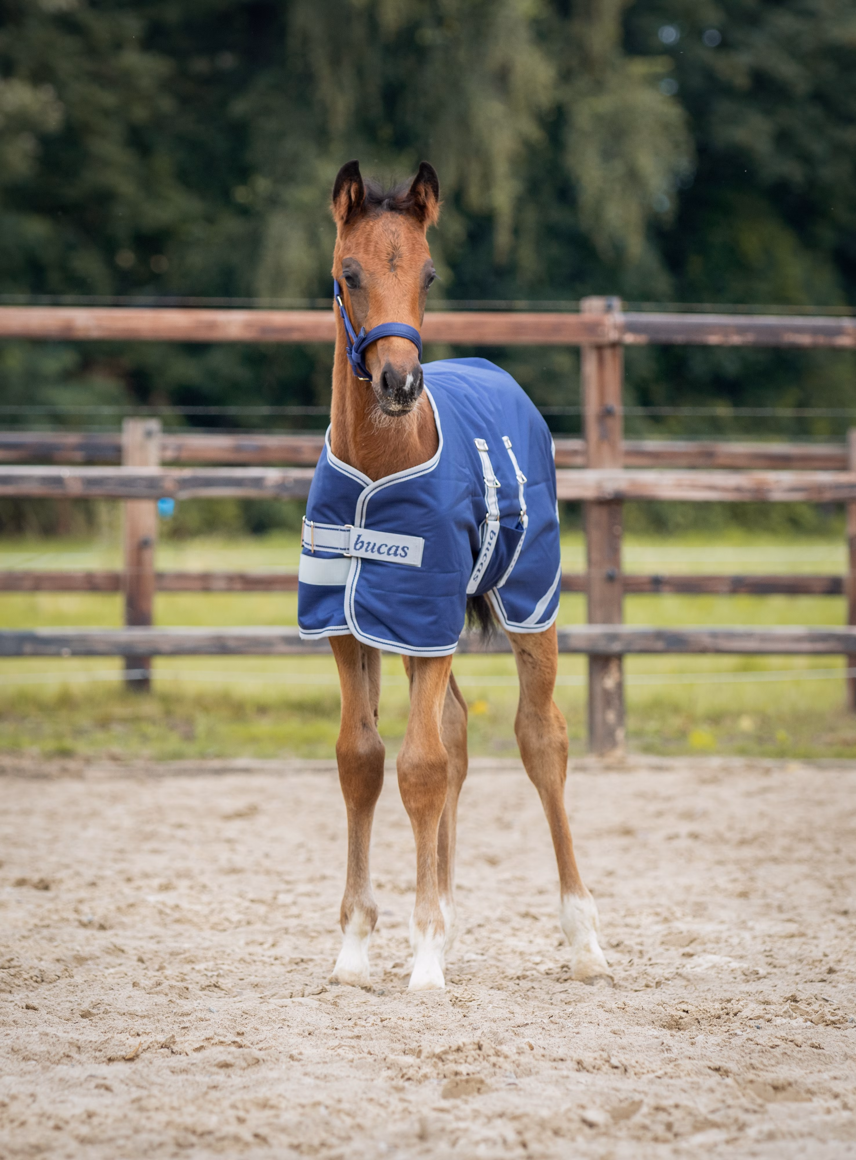 Foal Turnout 50g