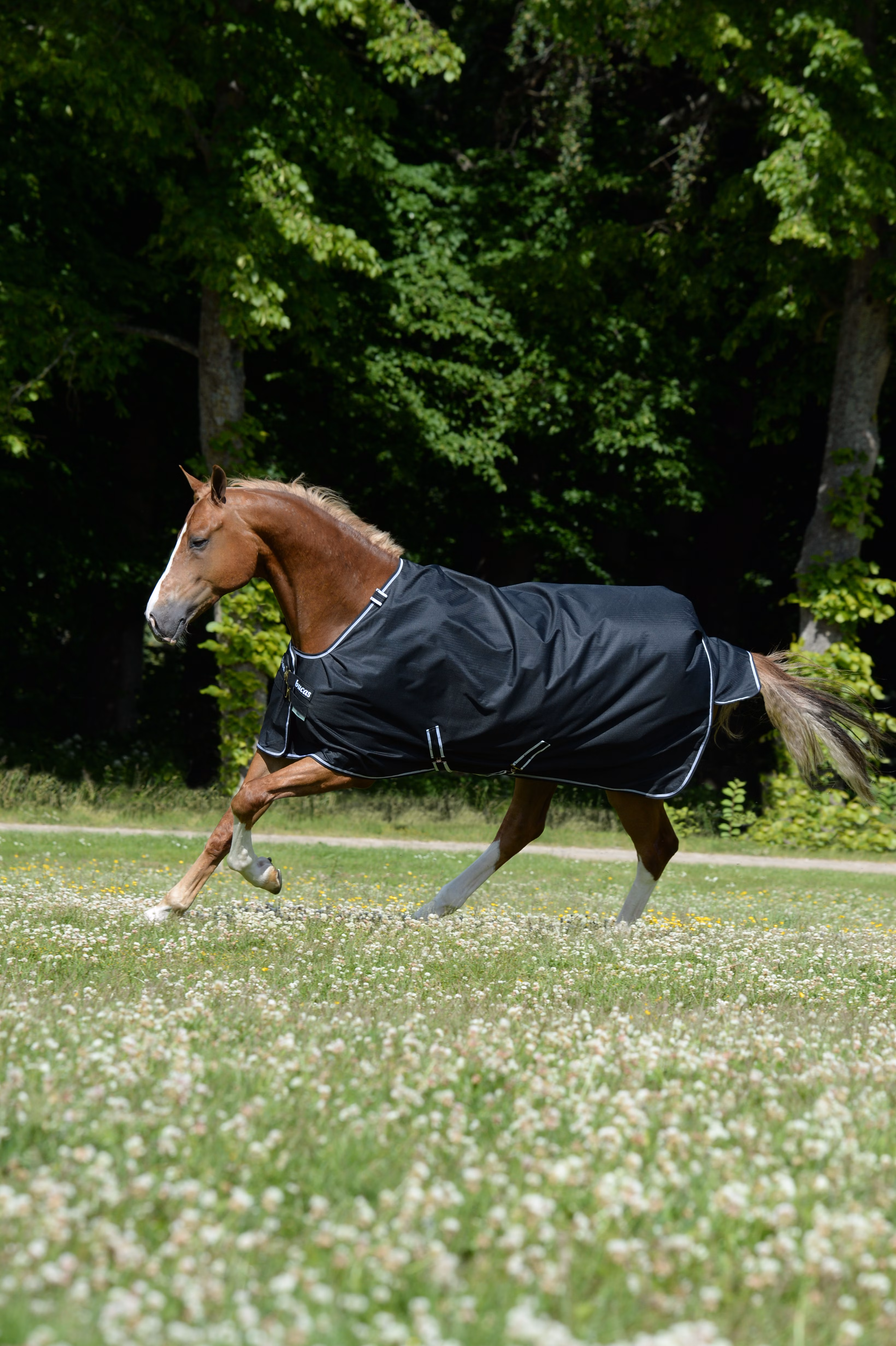 Trot Turnout 200