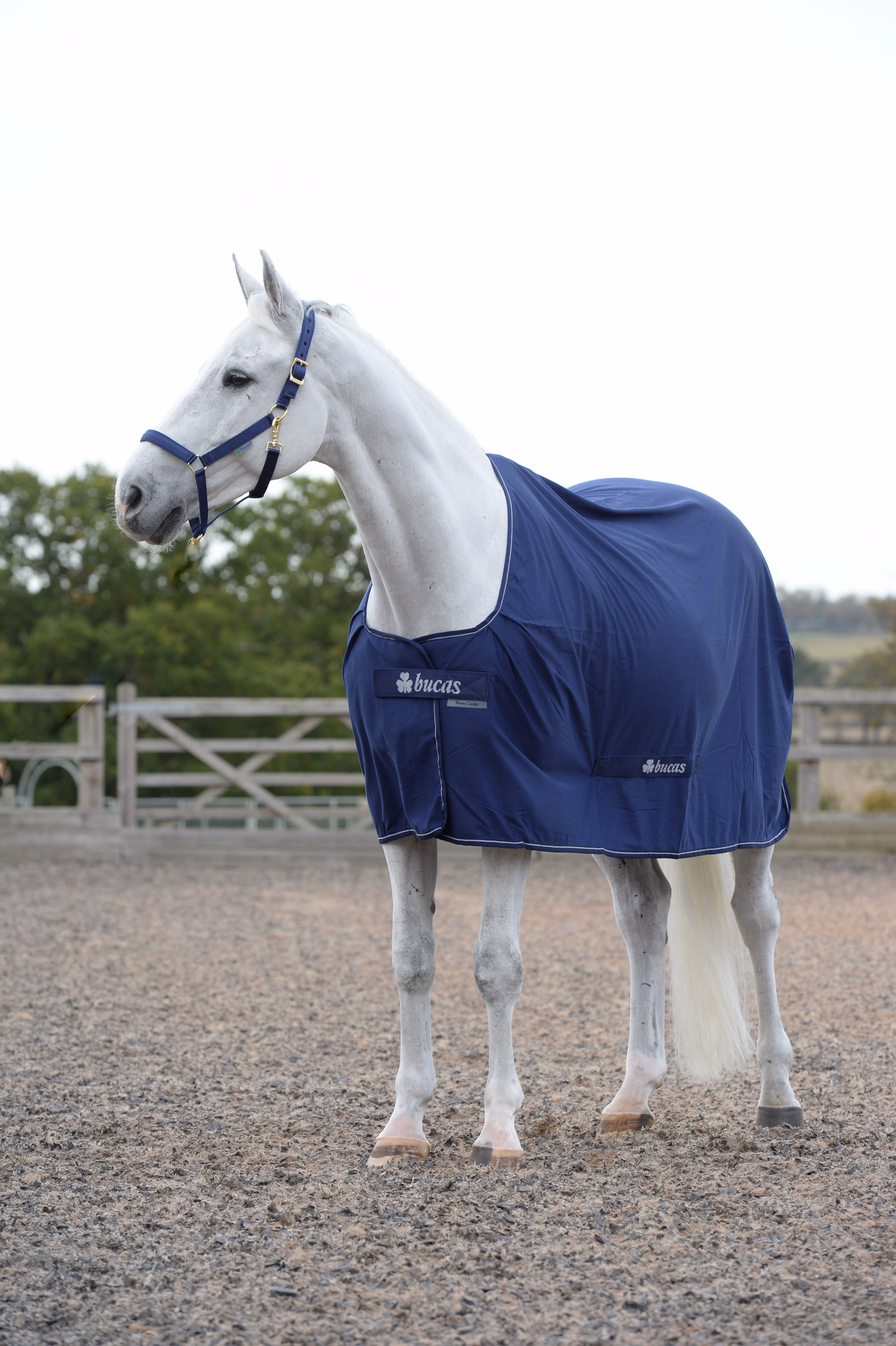 Power Cooler Navy