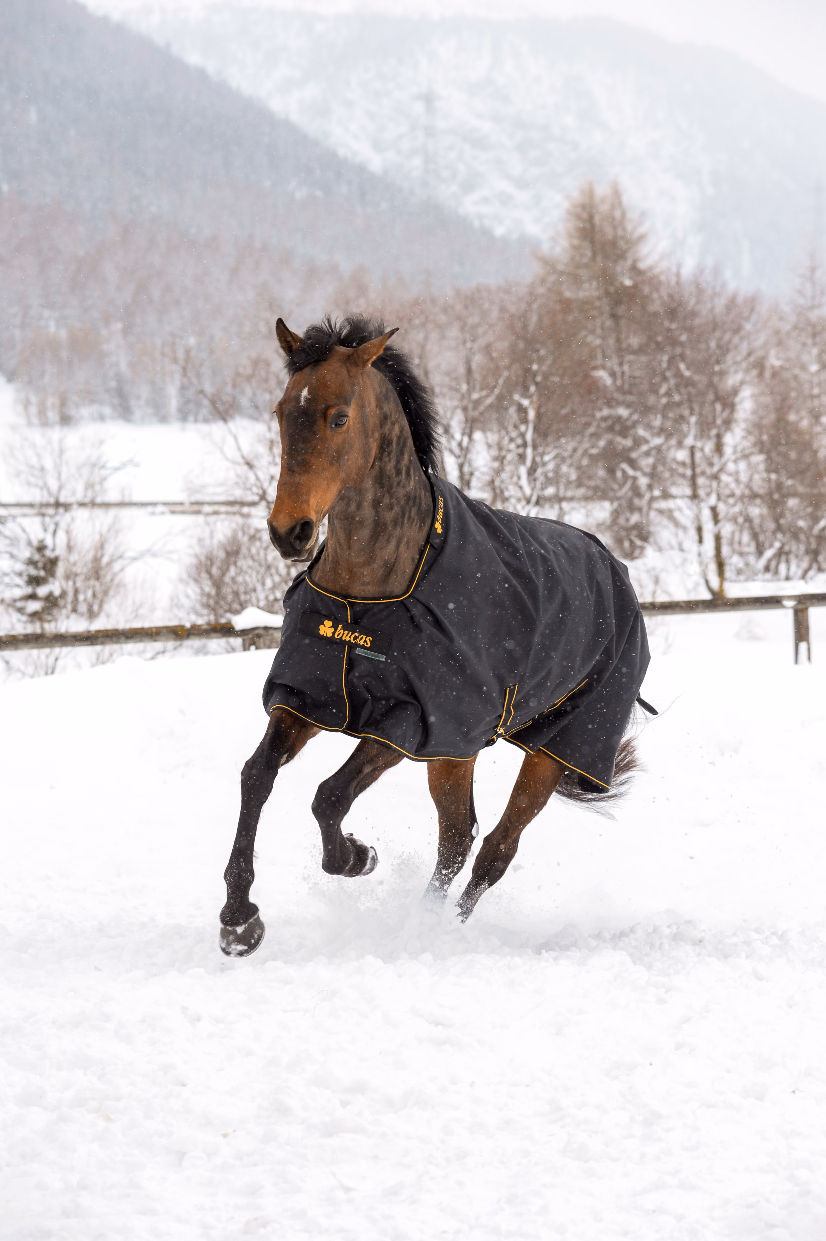 Irish Turnout 300 Black/Gold