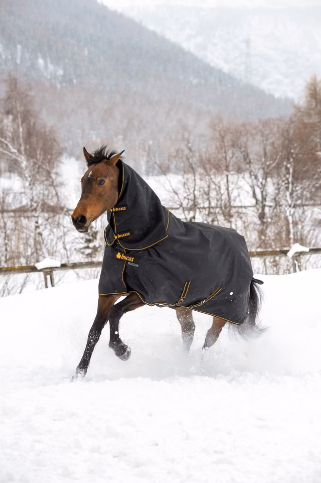 Irish Turnout 300 + Neck - Black/Gold