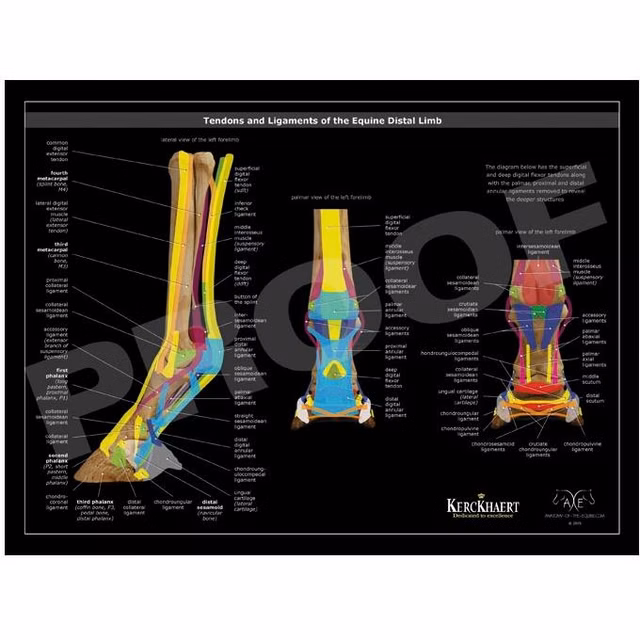 Plakat Tendons & Ligaments of the Equine Distal Limb