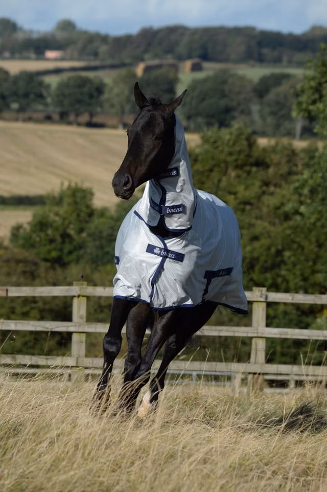 Freedom Fly Sheet