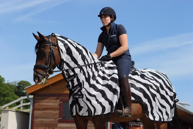 Buzz-Off Riding Zebra