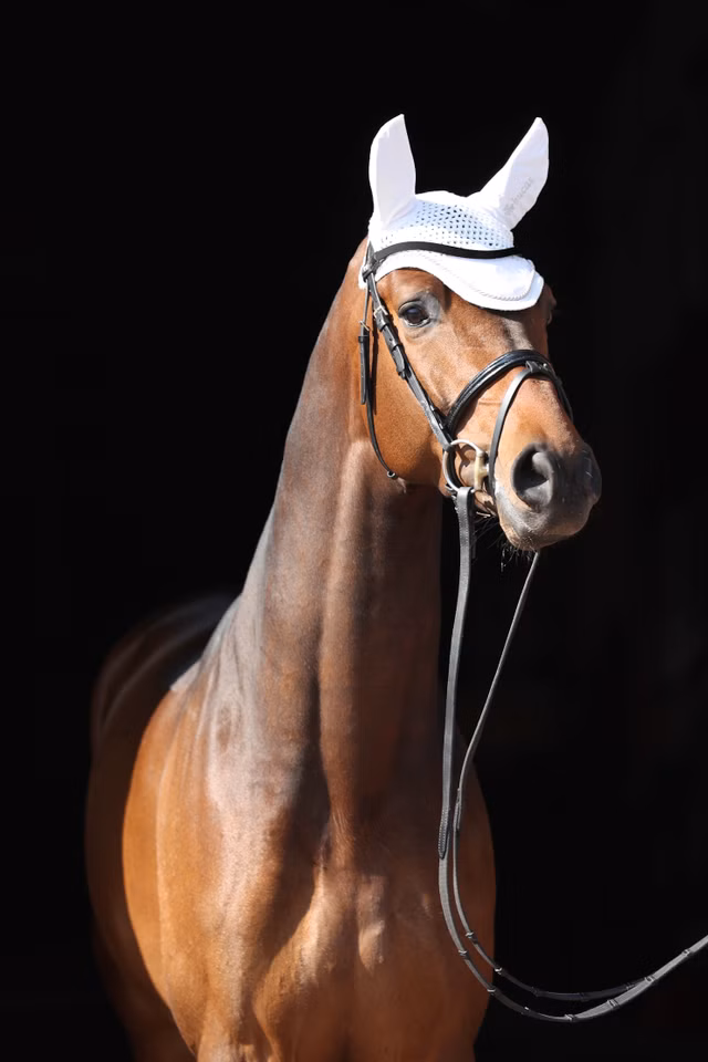 Fly Bonnet/Veil